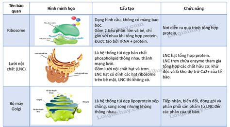 6 Có bao nhiêu loại bào quan nằm bên trong tế bào chất Vai trò của