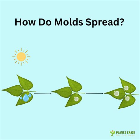 Best Ways to Treat & Prevent White Mold on Plant - Plants Craze