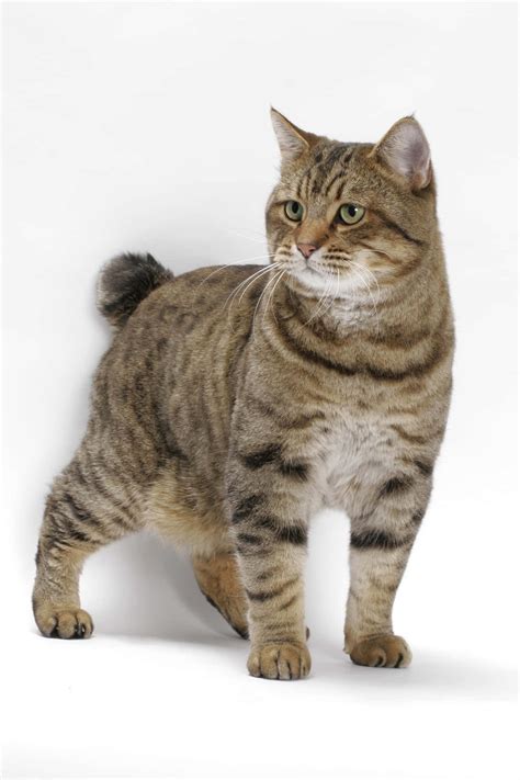 Download Stunning American Bobtail cat relaxing on a ledge Wallpaper