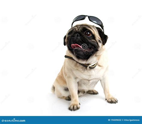 Pug In Sunglasses Stock Photography Image 19439652