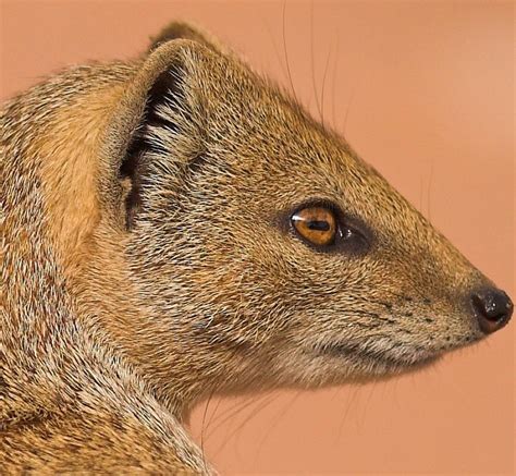 Mongoose Facts - Animal Facts Encyclopedia