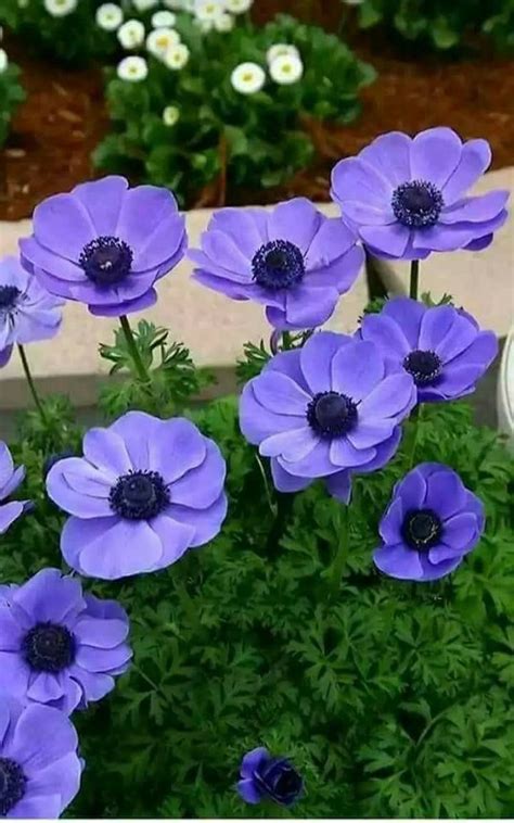 Pin by Ellen Bounds on BLUE FLOWERS | Blooming plants, Beautiful ...