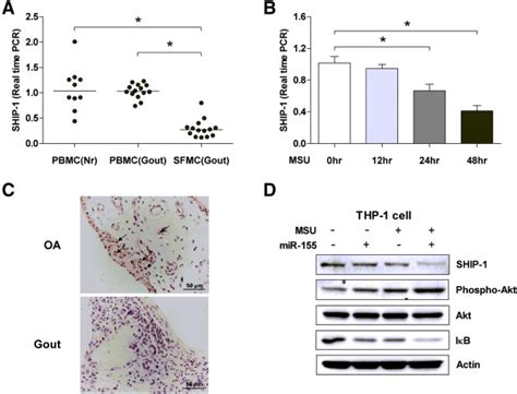 Decreased Expression Of Src Homology Containing Inositol