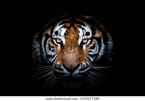 Portrait Tiger Black Background Stock Photo 1543677188 | Shutterstock