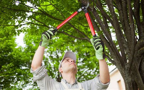 When To Prune Oak Trees In Texas Expert Pruning Guide