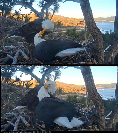 My Favorite Pair of Bald Eagles, Jackie & Shadow: Please Say Hello ...