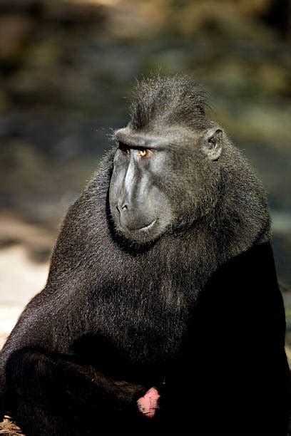 Angry Monkey Stock Photos Pictures And Royalty Free Images Istock