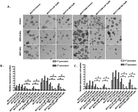 A Tumorsphere Formation Assay Was Used To Assess The Effects Of Tam Download Scientific