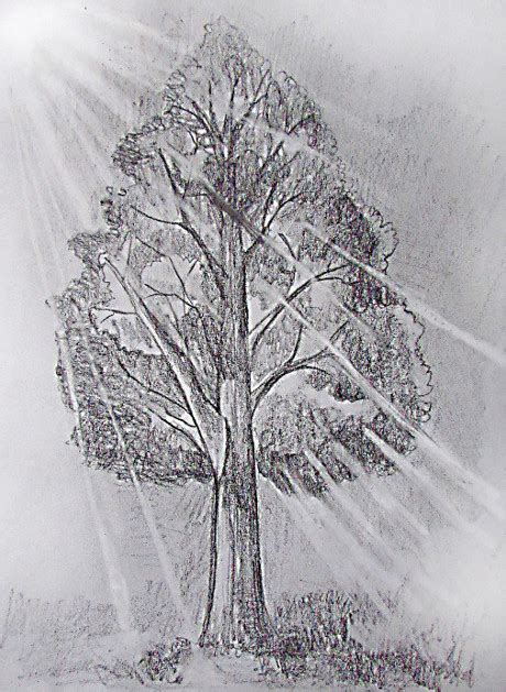 Simple Pencil Sketch Of A Tree