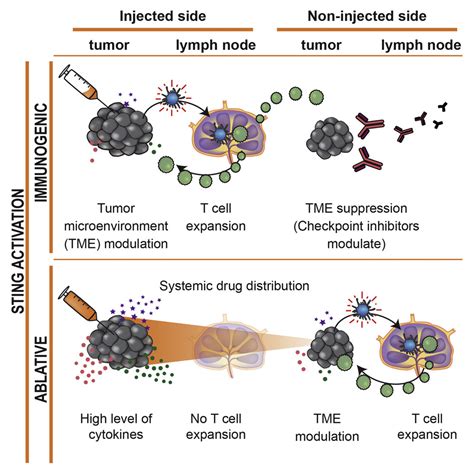 Magnitude Of Therapeutic Sting Activation Determines Cd8 T Cell