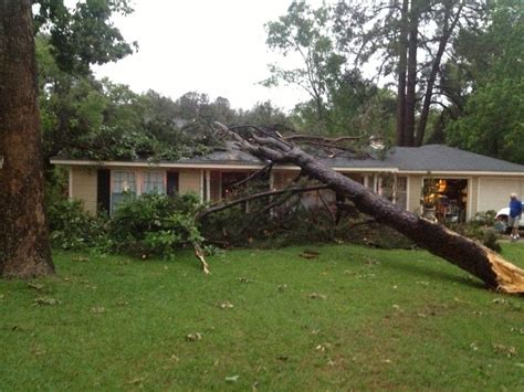 What To Do If A Tree Falls On Your House An Expert Guide