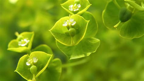 Green Plants Wallpapers - Top Free Green Plants Backgrounds ...