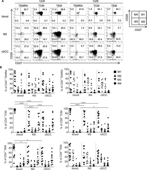 Expression Of Cd27 And Cd28 By Different Memory T Cell Subsets A