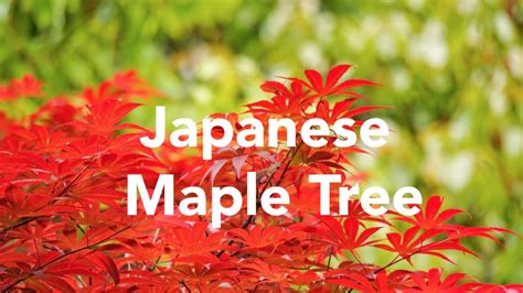 Japanese Maple Tree, How to Grow and Care - Agri Innovation Hub