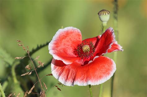 Papoula Flor Papoila Vermelha Foto Gratuita No Pixabay Pixabay