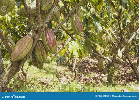 Cocoa Tree Plantation In Harvest Stock Image Image Of Green Cocoa