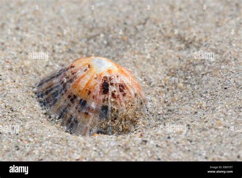 Limpet Snails Hi Res Stock Photography And Images Alamy