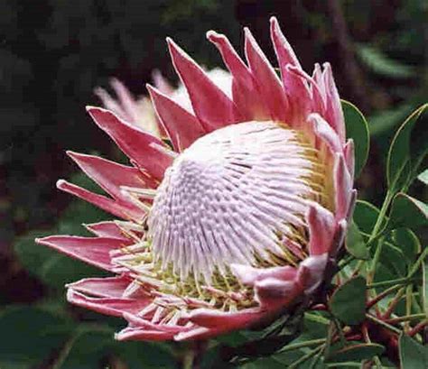 Protea - Alchetron, The Free Social Encyclopedia