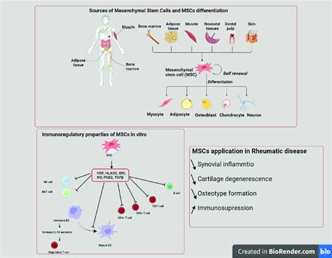 The Properties And Applications Of Mesenchymal Stem Cells Mscs Are