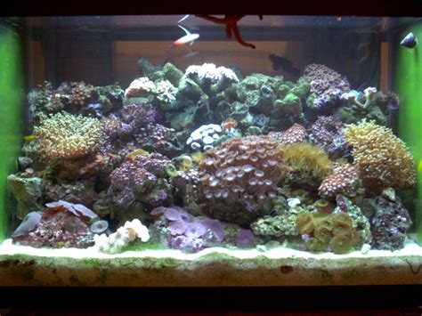 Gallon Nano Tank Shots Nano Reef Community