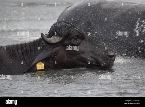 India Water Buffalo Hi Res Stock Photography And Images Alamy