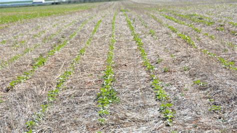 La Agricultura Regenerativa Un Concepto Holístico Con El Suelo Como