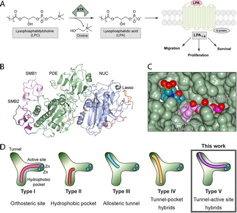 Structure Based Design Of A Novel Class Of Autotaxin Inhibitors Based