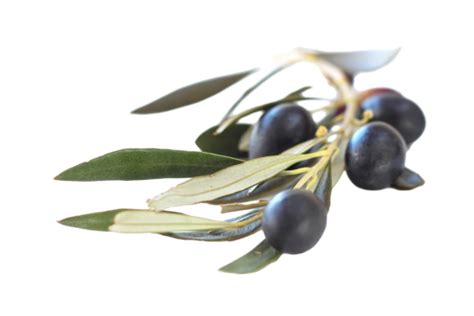 Black Olive Png Transparent Images Free Download Vector Files Pngtree