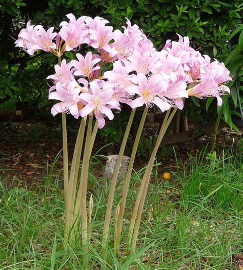 How To Grow Resurrection Lily Surprise Lily Hubpages