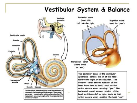 PPT - VESTIBULOCOCHLEAR NERVE PowerPoint Presentation - ID:818642