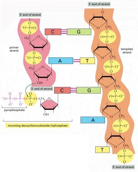 The Chemistry of DNA Synthesis: Exploring the Molecular Biology of Cells