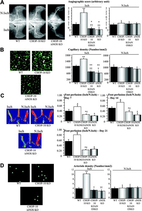 C Ebp Homologous Protein 10 Chop 10 Limits Postnatal