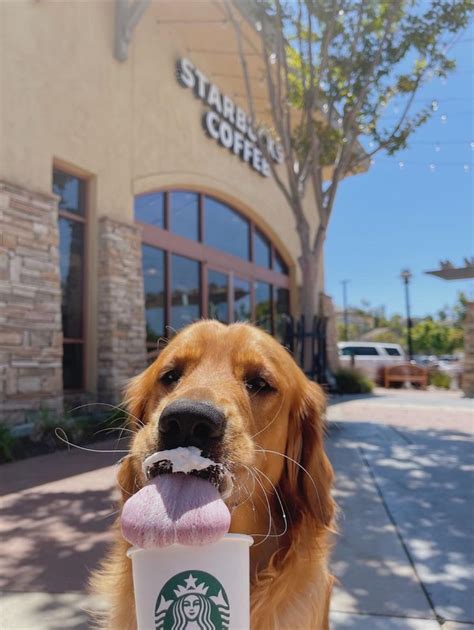 Sammies First Pup Cup Rgoldenretrievers