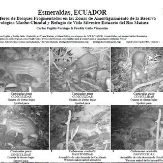 Pdf Mam Feros De Bosques Fragmentados En Las Zonas De Amortiguamiento