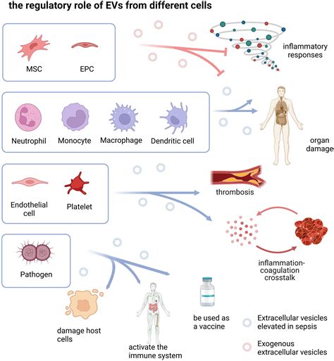 Frontiers Extracellular Vesicles Participate In The Pathogenesis Of