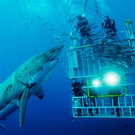 Shark Discovery - White Shark Cage Diving - Cape Town CBD - Foreshore ...