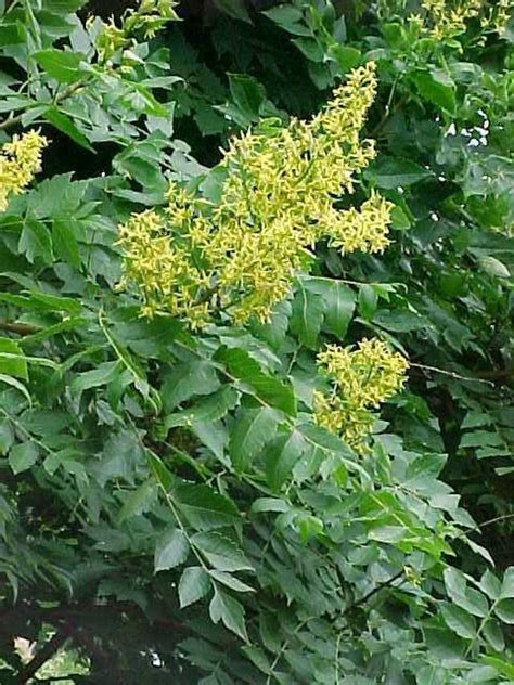 Koelreuteria Paniculata Golden Rain Tree Varnish Tree 40 Seeds 1k Etsy