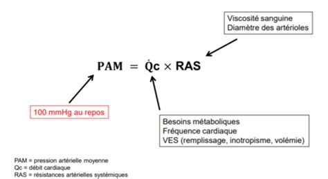 Physiologie 1 Chapitre 7 La régulation de la pression artérielle