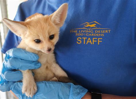 Fennec Fox Kits Zooborns