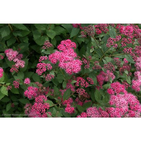 Proven Winners 3 Gal Double Play Pink Spirea Spiraea Live Shrub