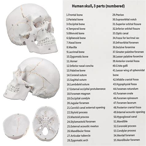 Polaoyi Grandeur Vie Anatomie Humaine Anatomie T Te Squelette Cr Ne