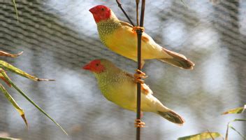 Breeding the Star Finch | Broken Head Aviaries