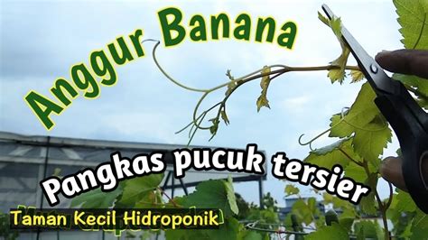 Anggur Import Varietas Banana Part Pangkas Pucuk Cabang Tersier