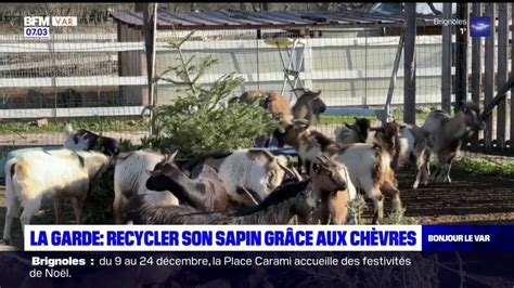 La Garde Recyclez Votre Sapin En Le Donnant Manger Aux Ch Vres