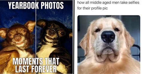 25+ Hilarious Dog Memes for Canine Enthusiasts (August 24, 2023 ...