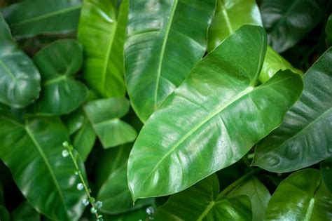 A Z List Of House Plants Common And Scientific Names House Plants Expert