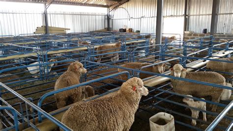 Creating The Best And Reliable Sheep Shed Design Right Start Go Get