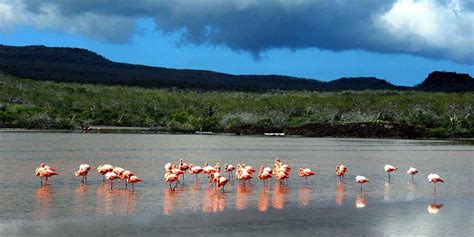 Isla Floreana Galápagos Ecuador Cosas Que Hacer Animales Planetandes