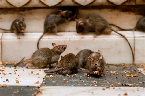 Comment se débarrasser des rats dans le poulailler en hiver sans tuer