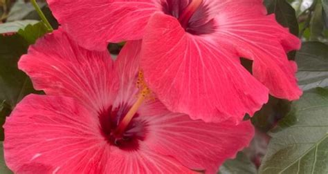 Hibiscus Flowers Everything You Need To Know About These Stunning